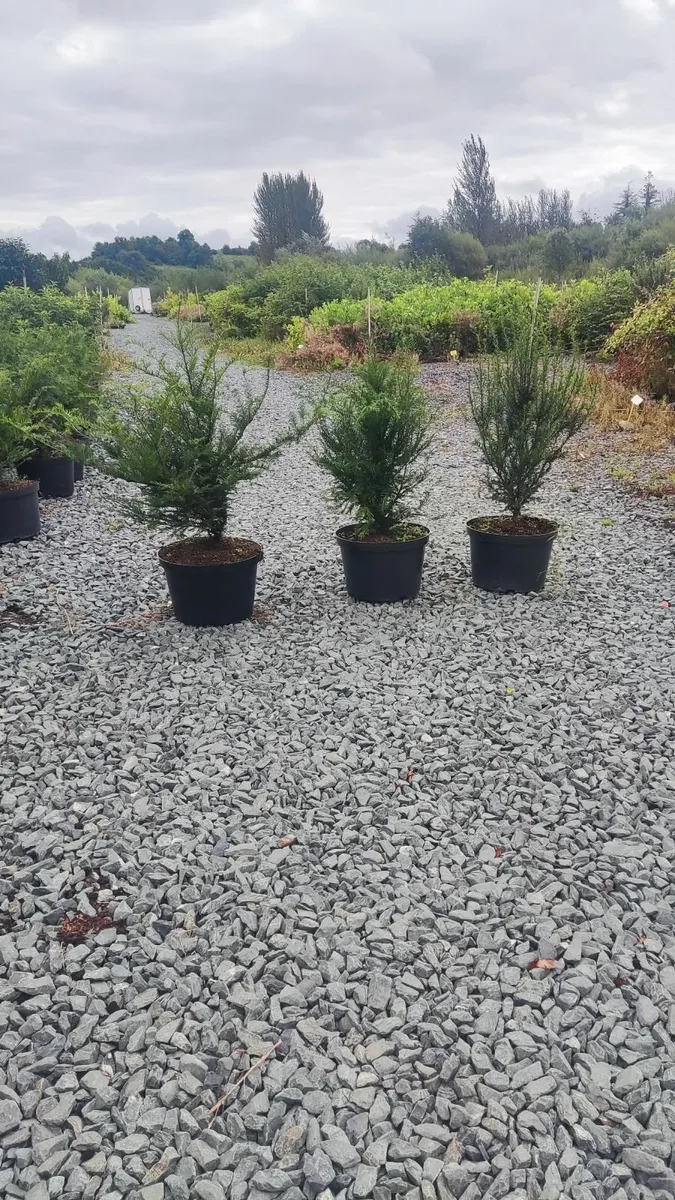 Mature Yew Hedging  80-100cm - Image 1