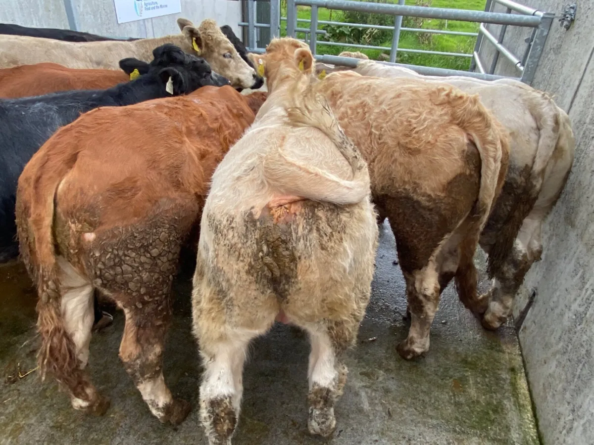 450kg Bullocks - Image 3