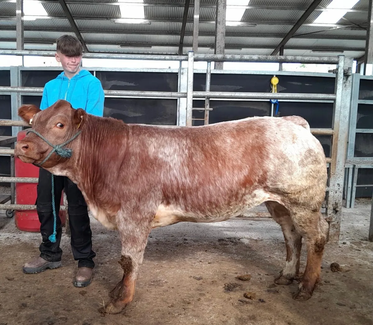 Halter Trained Roan Heifer - Image 1