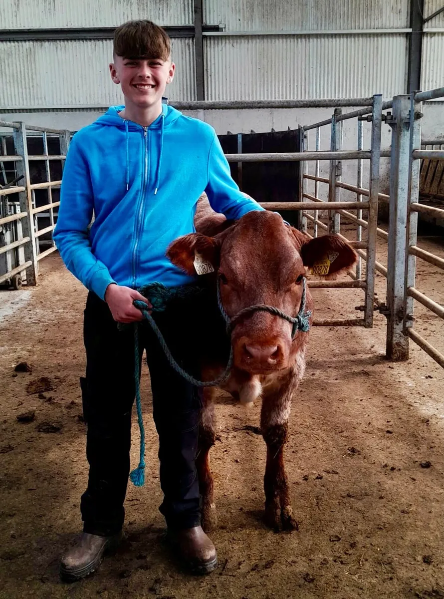 Halter Trained Roan Heifer - Image 2