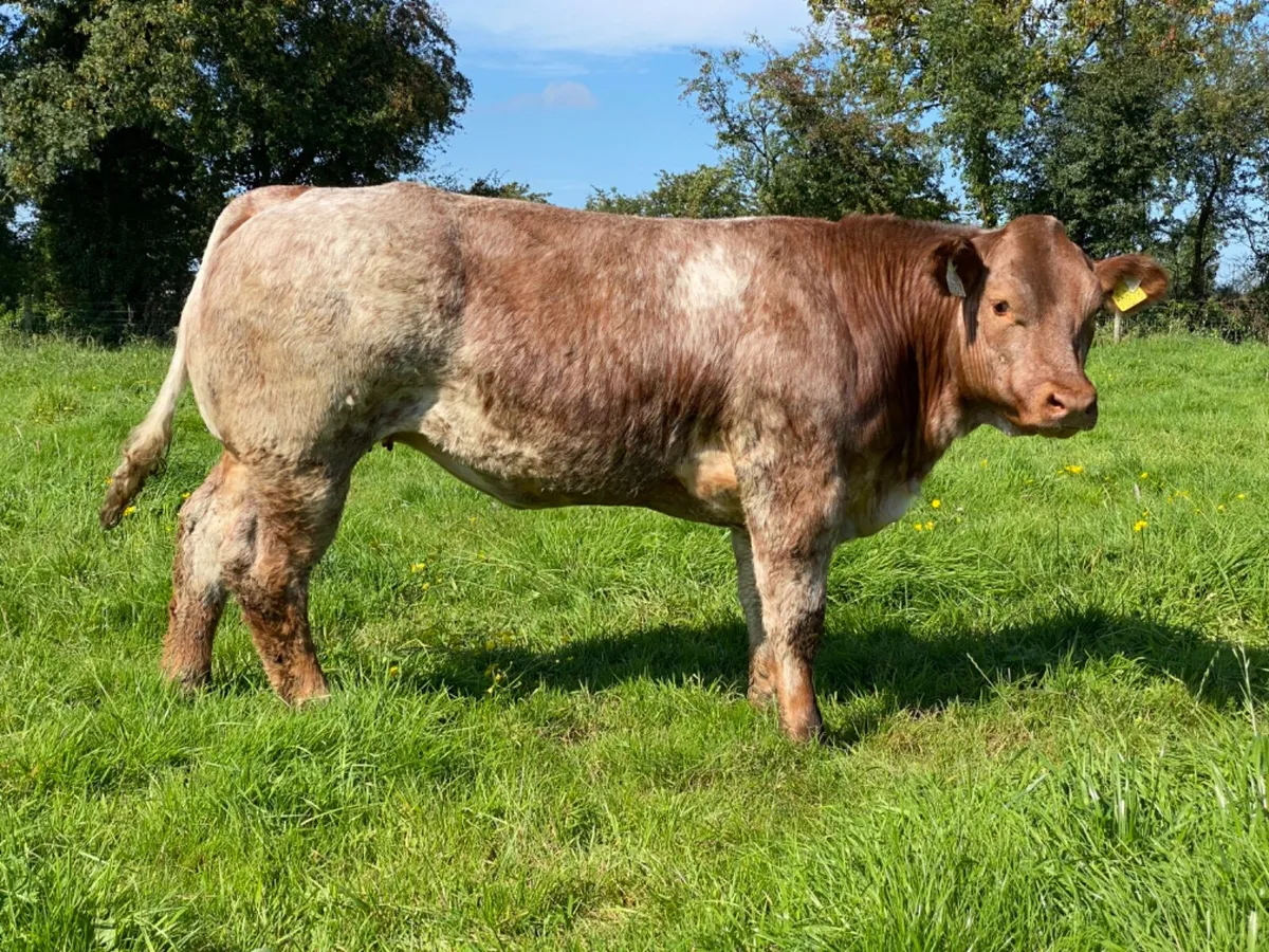 Halter Trained Roan Heifer - Image 4