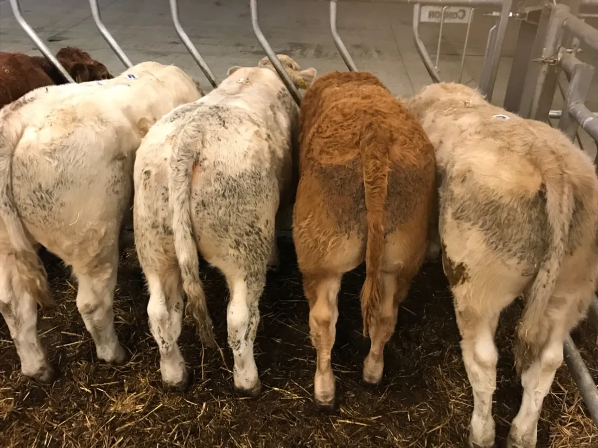 7 Smashing Store Bullocks - Image 1