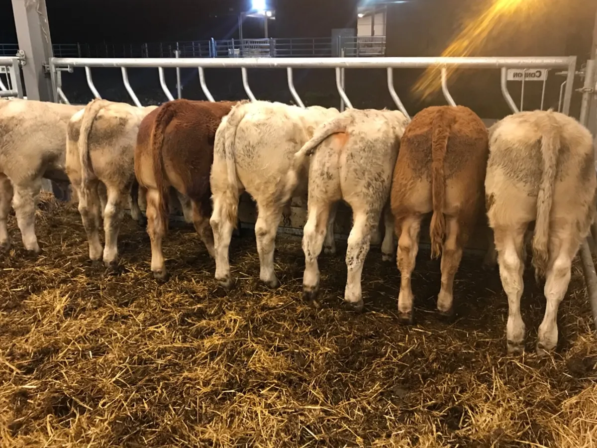 7 Smashing Store Bullocks - Image 2