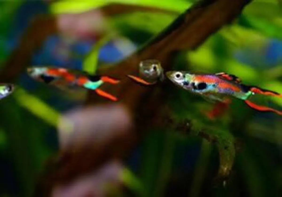 Guppies, shrimp and snails - Image 3