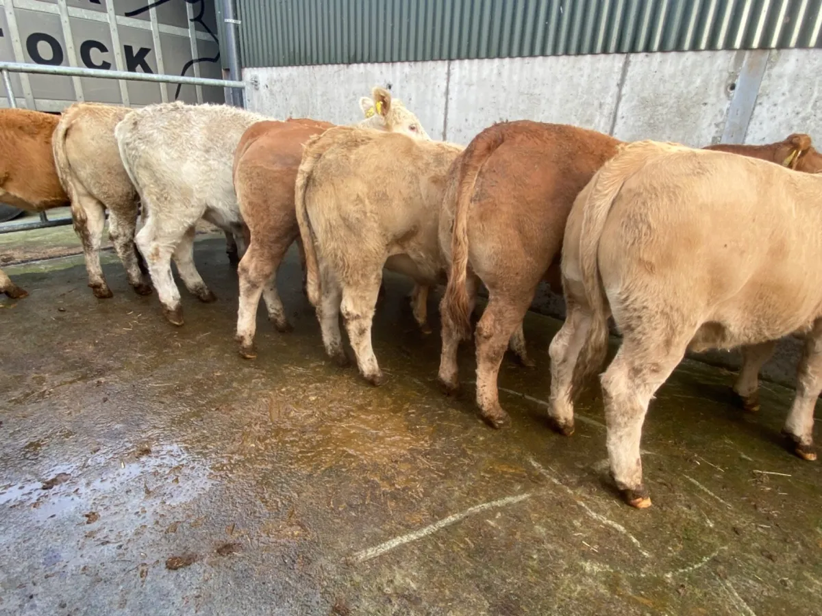 10 Store Heifers - Image 2