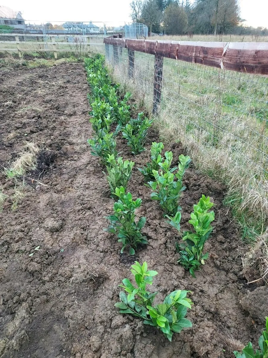 Hedge & Tree Planting - Image 2