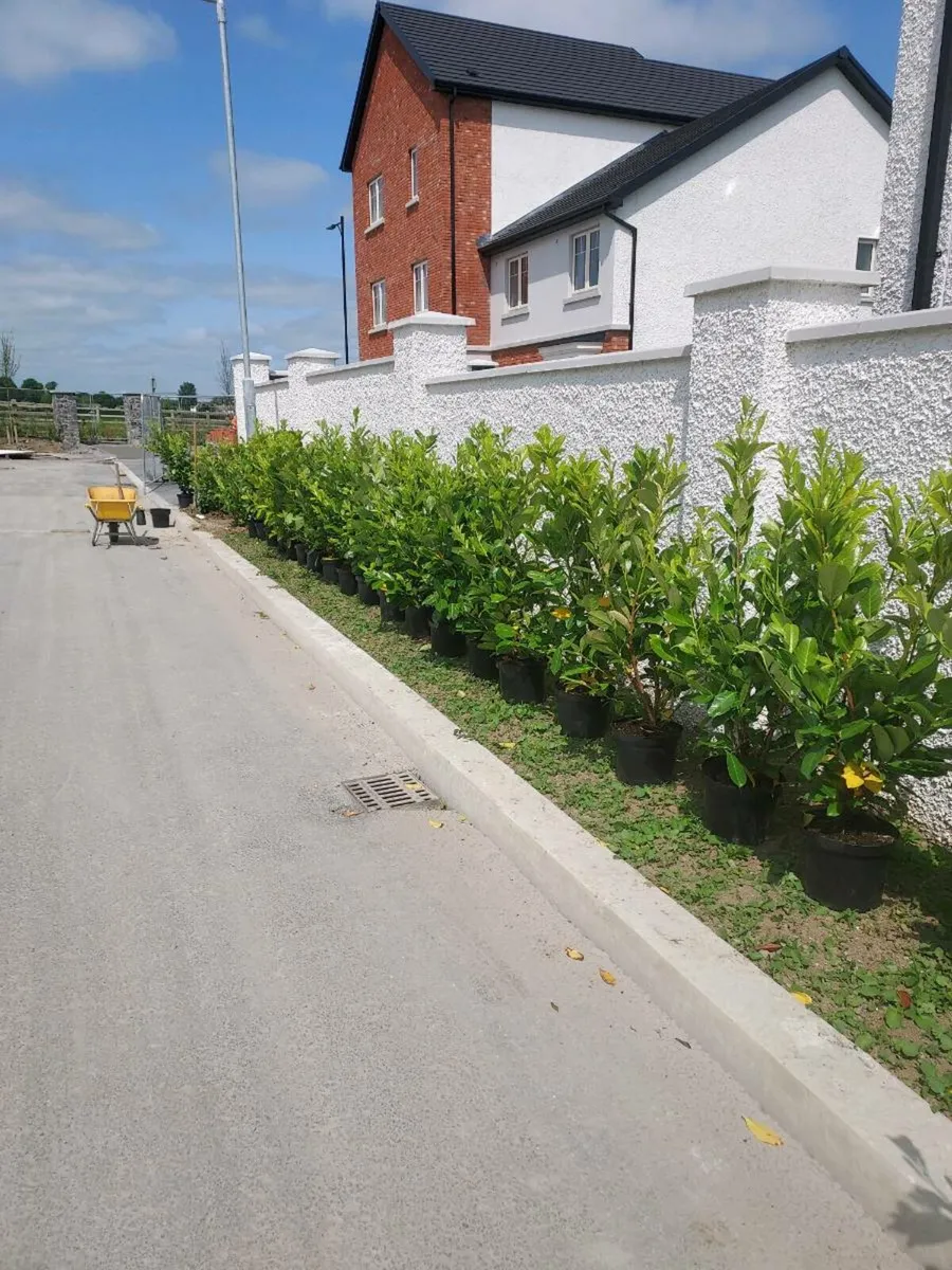 Hedge & Tree Planting - Image 1