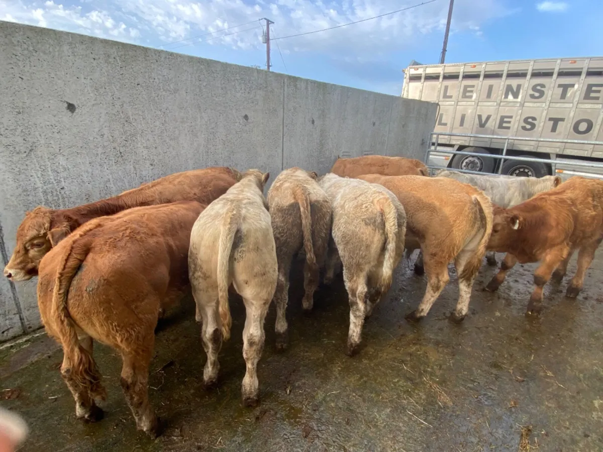 10 Super Bullocks - Image 1