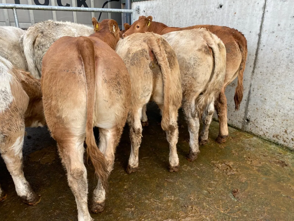 10 Store Heifers - Image 1
