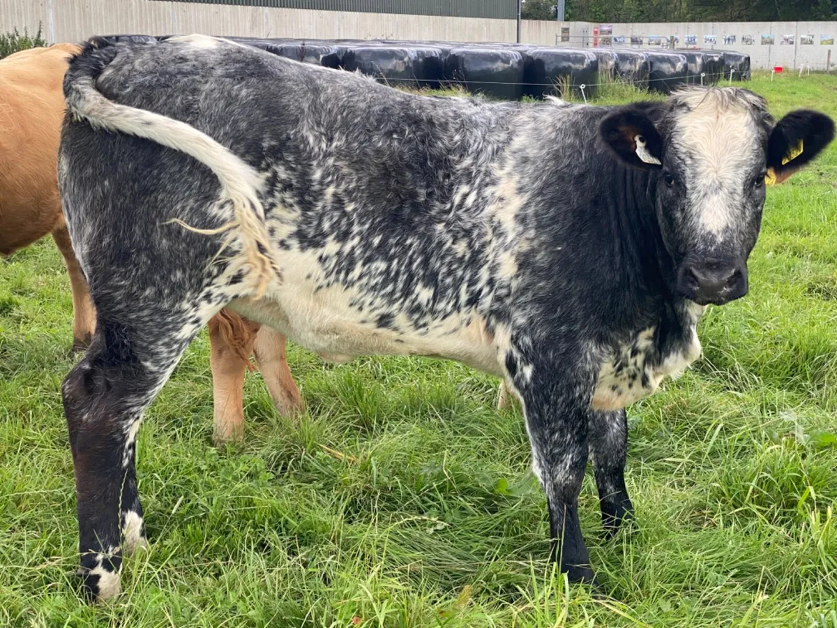 Breeding Heifer - Image 2