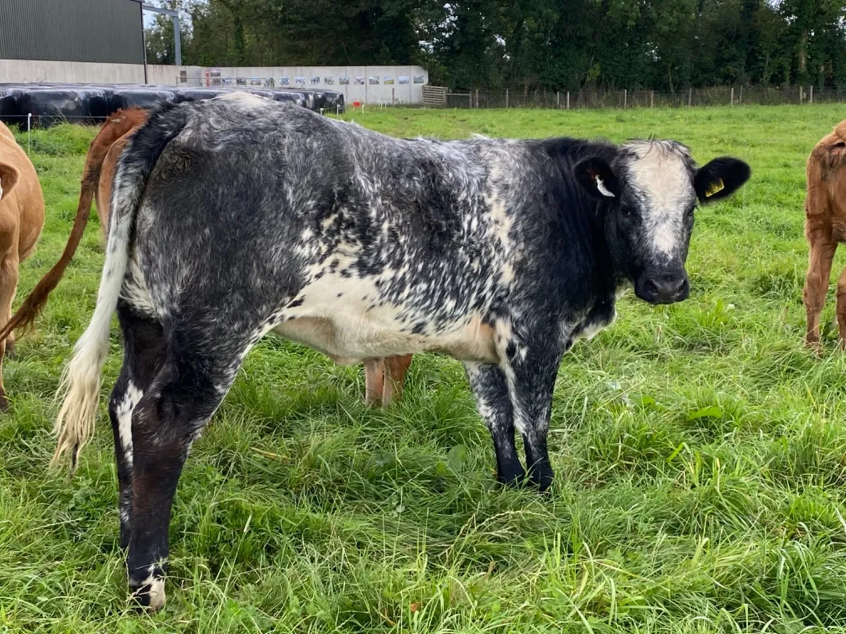 Breeding Heifer - Image 3