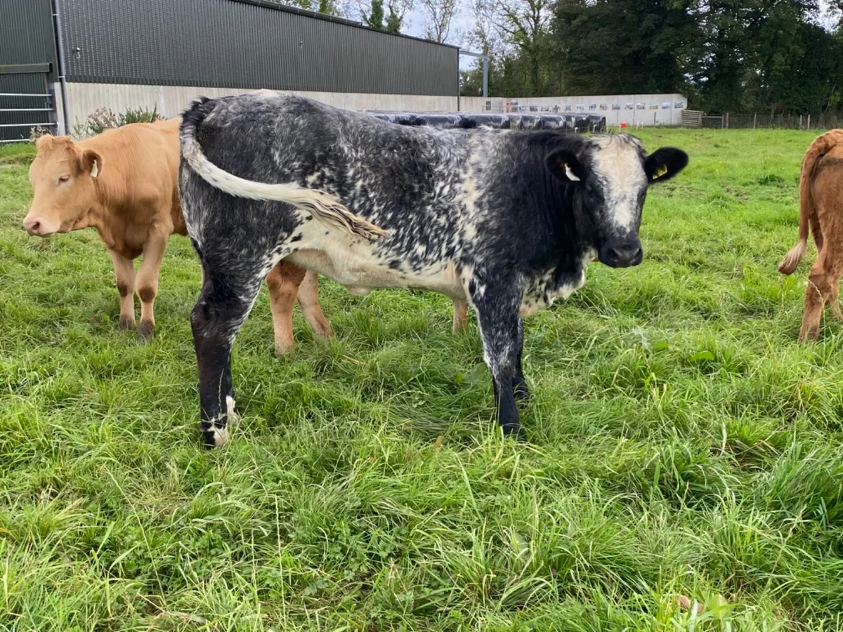 Breeding Heifer - Image 1