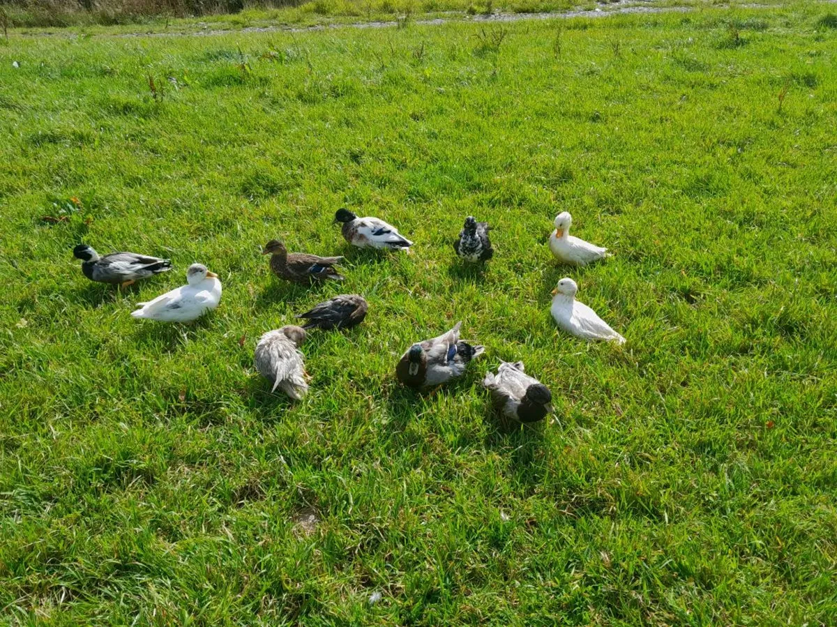 Poultry - Image 1