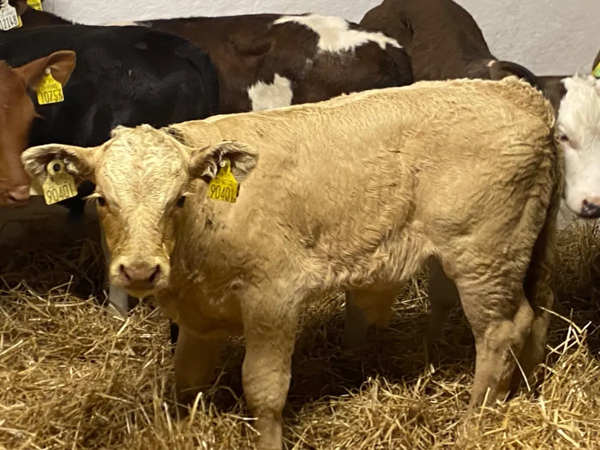 Super Golden Charolais Bull Calf