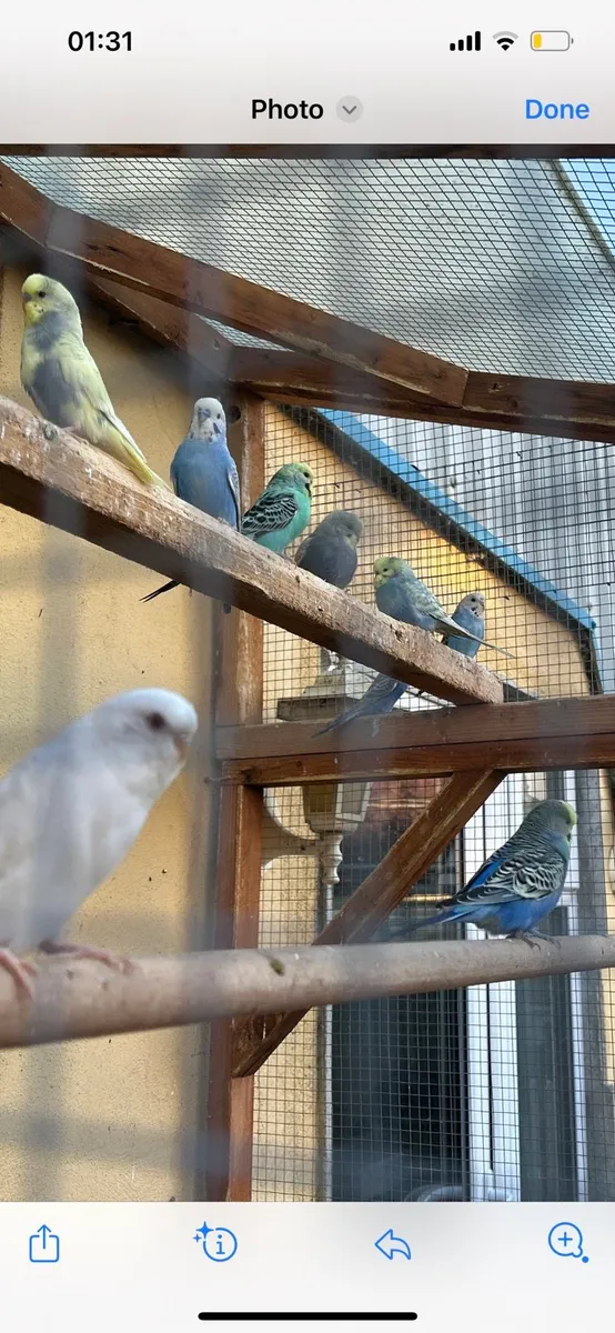 Budgies, - Image 4