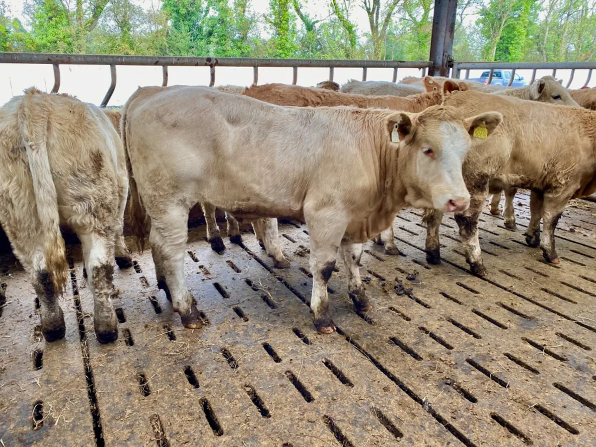 10 Savage Heifers - Image 4