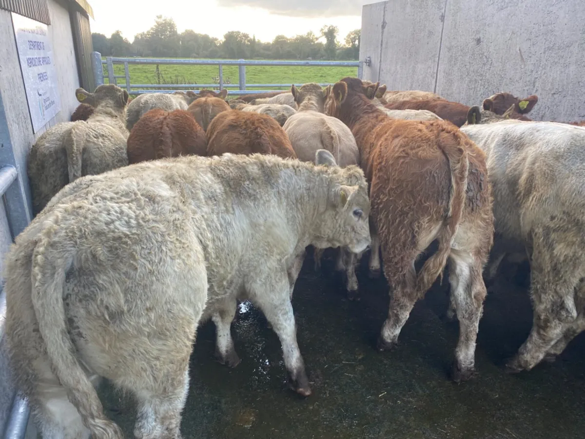 20 Limestone Bullocks - Image 1
