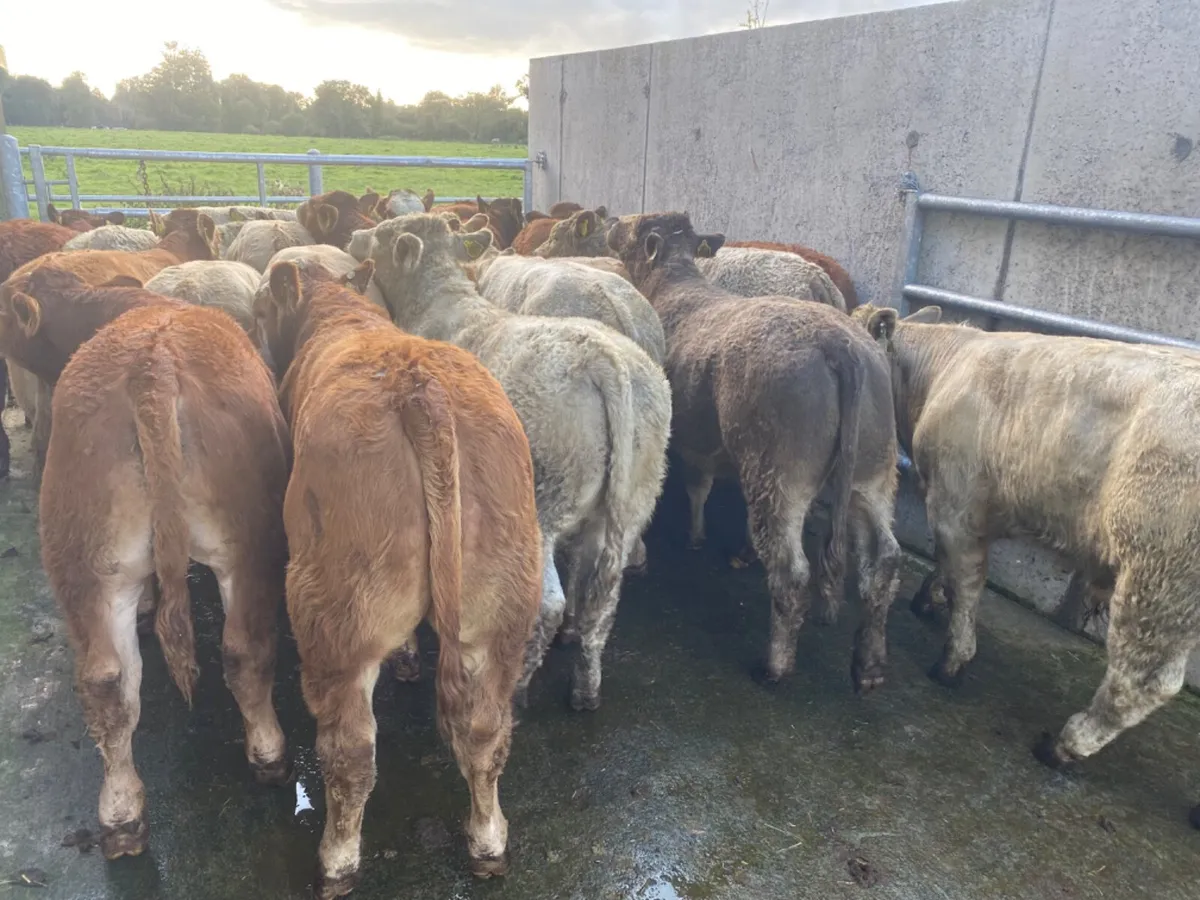 20 Limestone Bullocks - Image 3