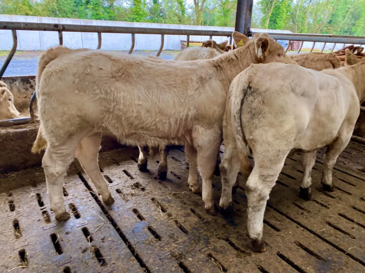 10 Savage Heifers - Image 2