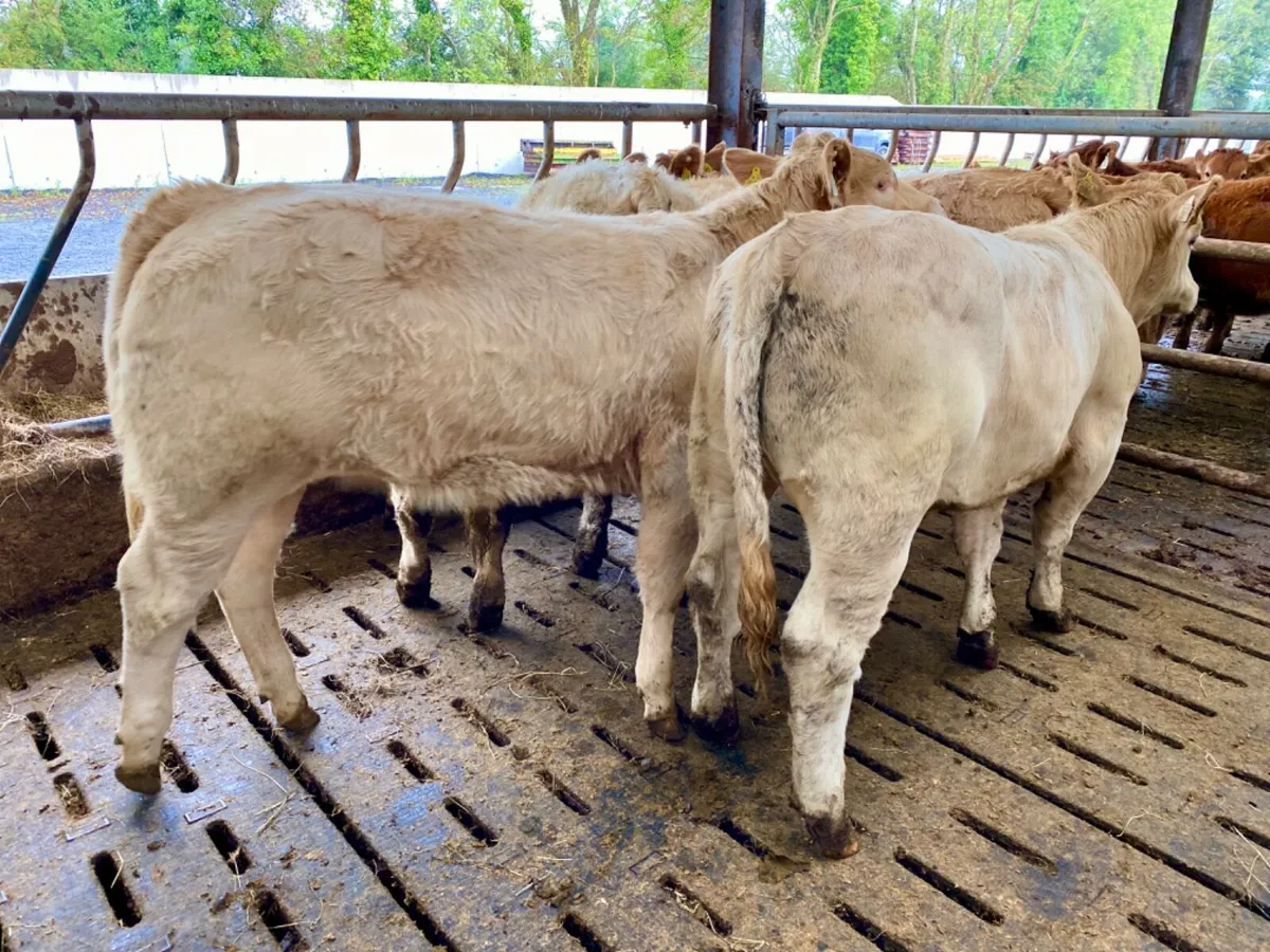 10 Savage Heifers - Image 3