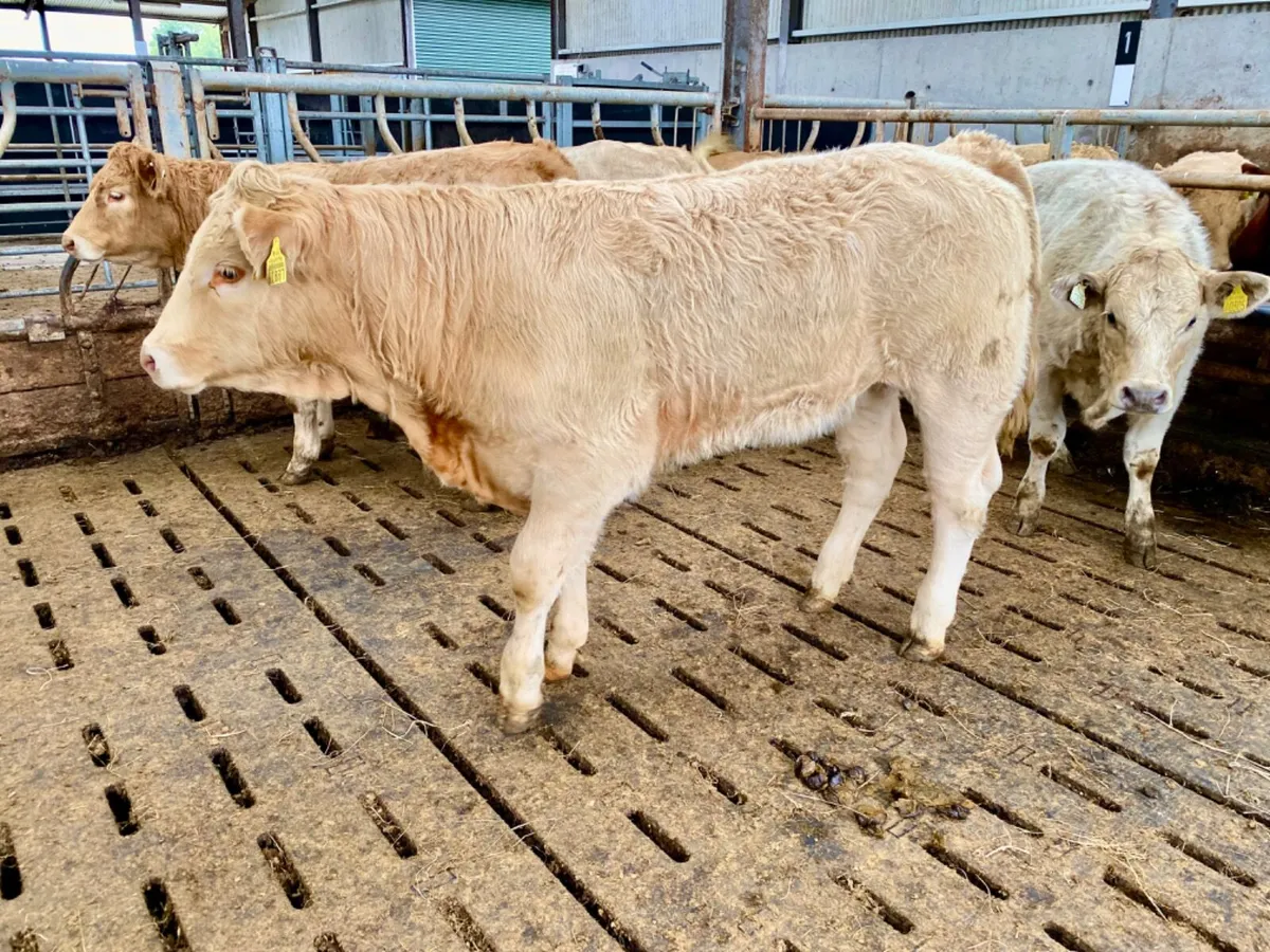 10 Savage Heifers - Image 1