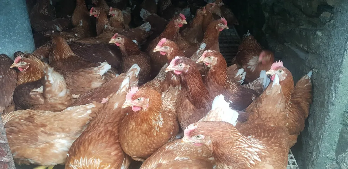 Point of Lay pullets for sale in Co. Monaghan for €12 on DoneDeal