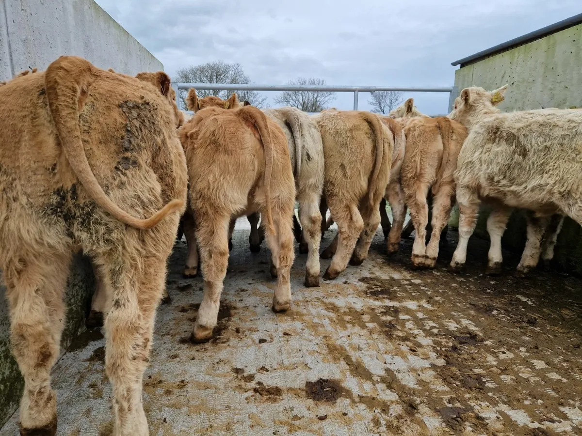 2024 born Super Heifer Weanlings . - Image 4