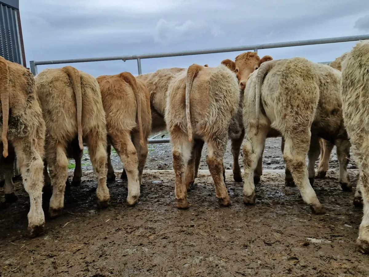 2024 born Super Heifer Weanlings . - Image 1