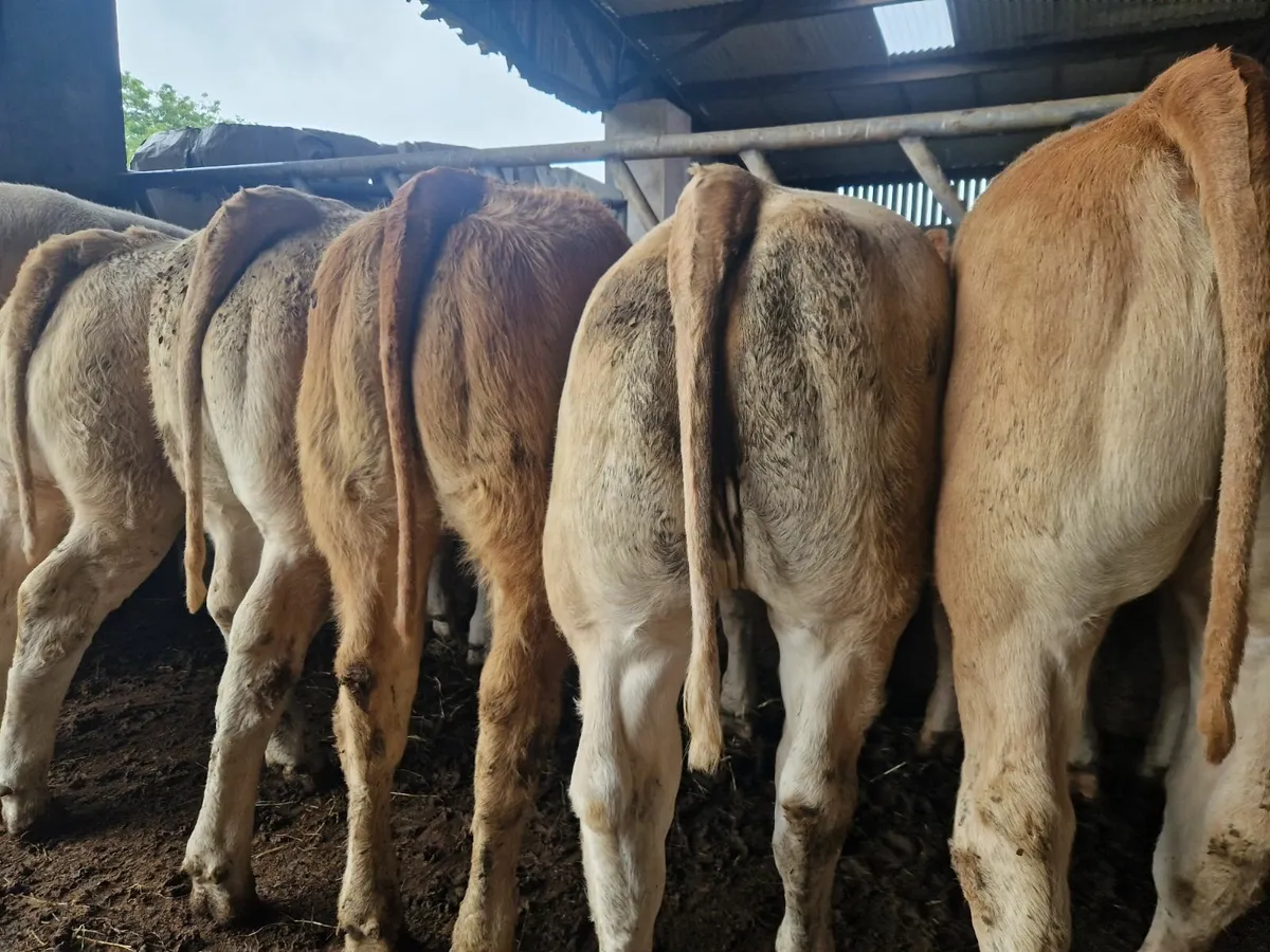 **Charolais Heifers ** - Image 3