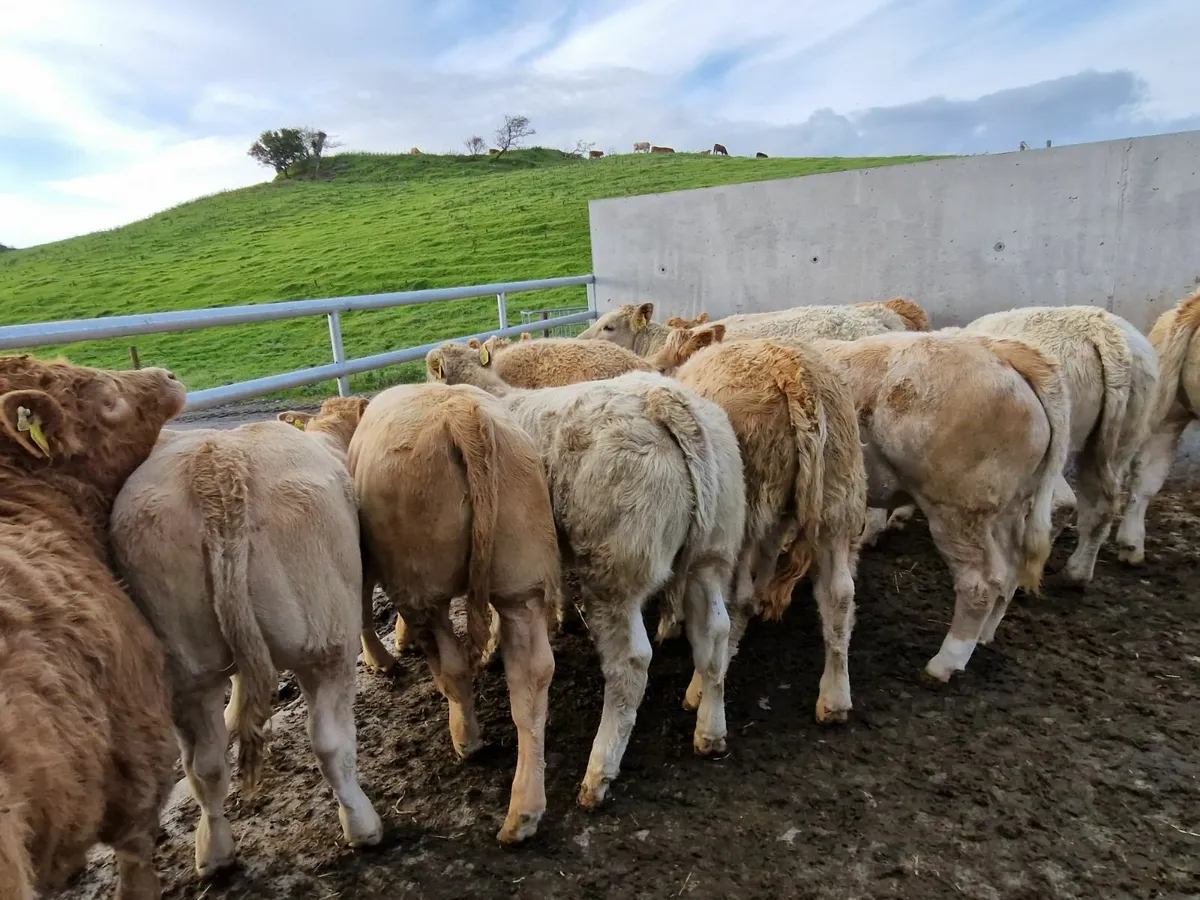 **Charolais Heifers **