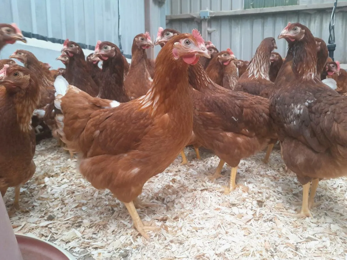 Pullets , Broilers  , Ducklings - Image 3