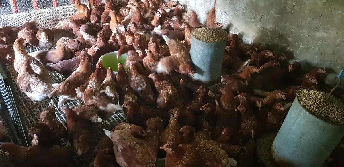 Point of Lay pullets for sale in Co. Monaghan for €12 on DoneDeal