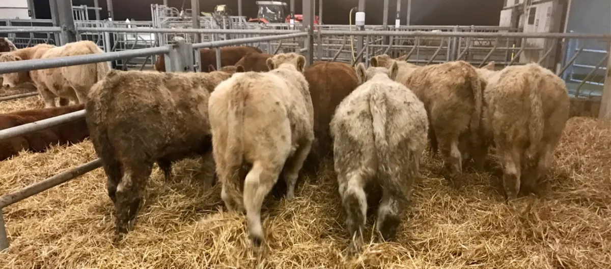 8 Smashing Bulls - Image 4