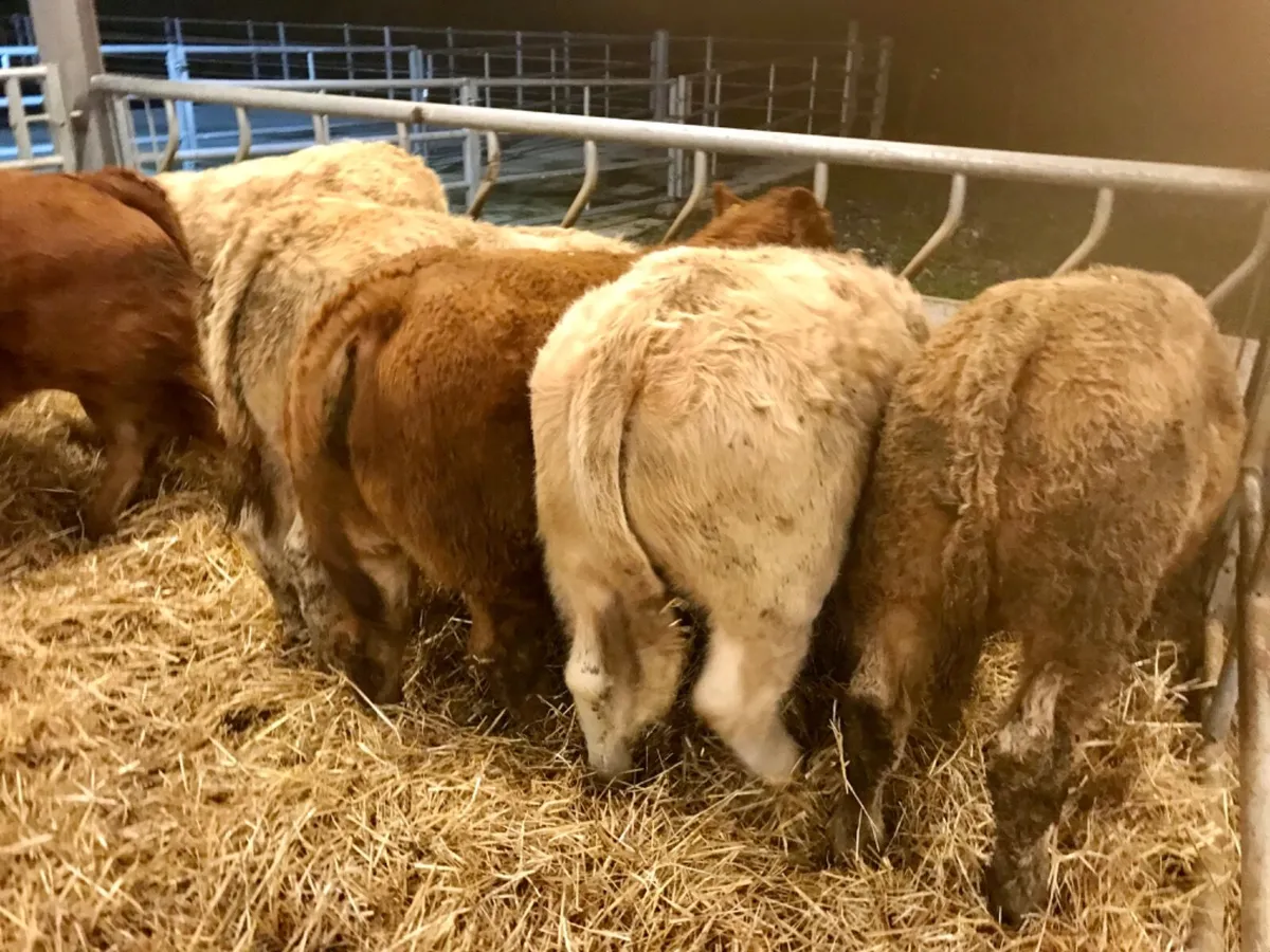 8 Smashing Bulls - Image 2