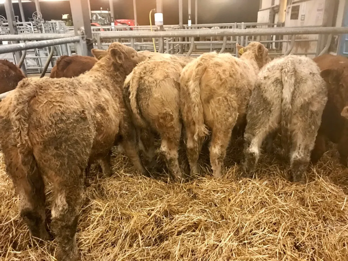 8 Smashing Bulls - Image 1