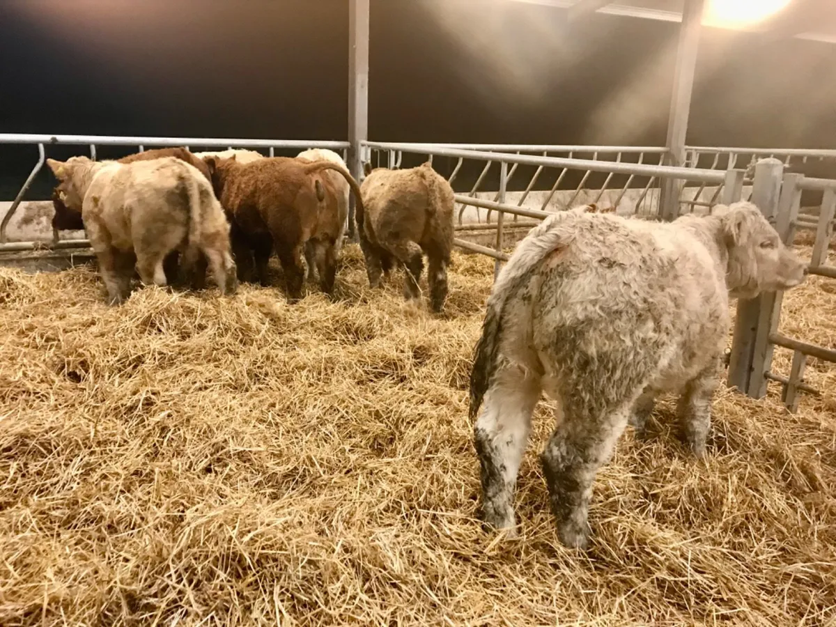 8 Smashing Bulls - Image 3