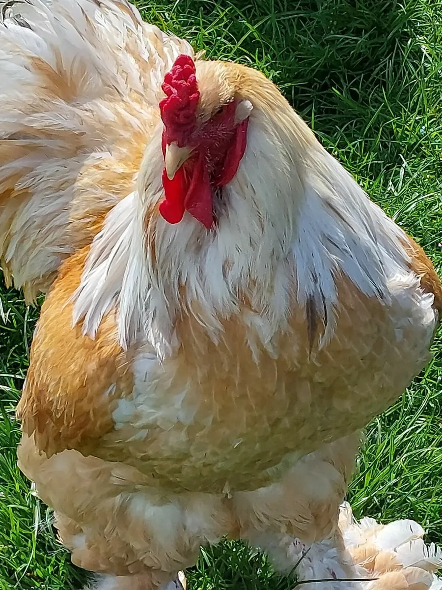 Pure bred large fowl - Image 2