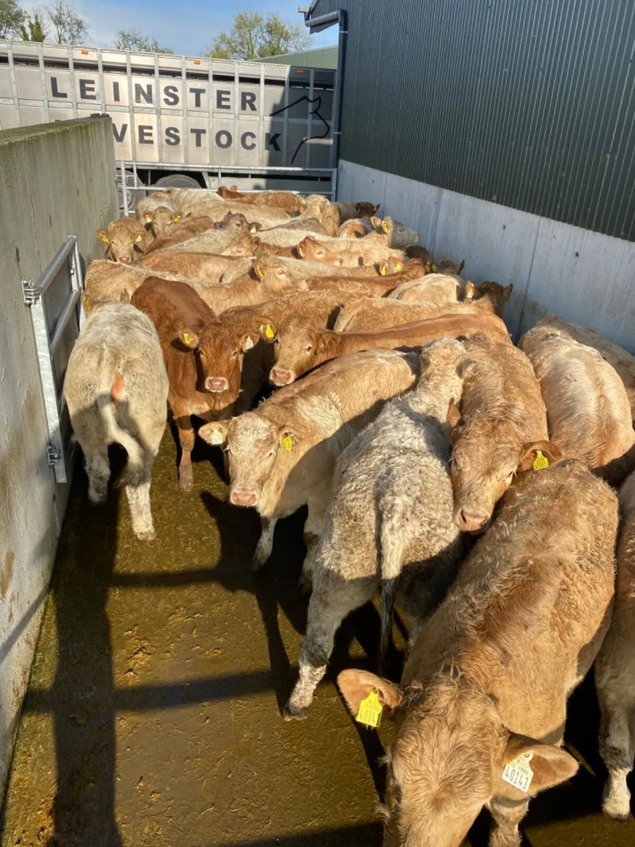 Charolais Heifers - Image 3