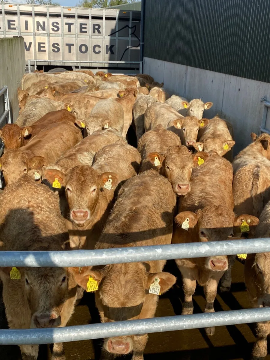 Charolais Heifers - Image 2