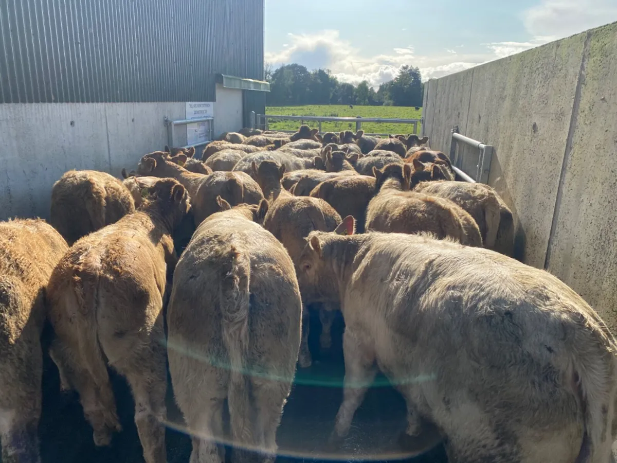 50 Charolais Heifers - Image 1