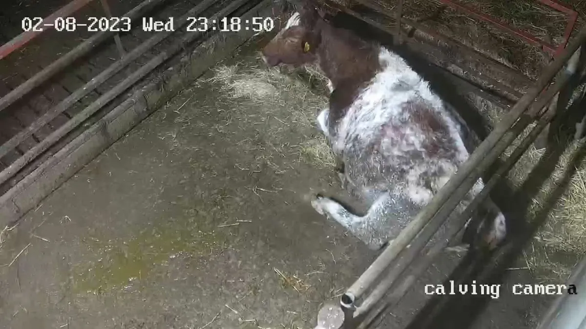 Calving cameras farm security - Image 3