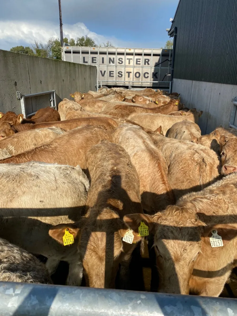 Charolais Heifers - Image 1