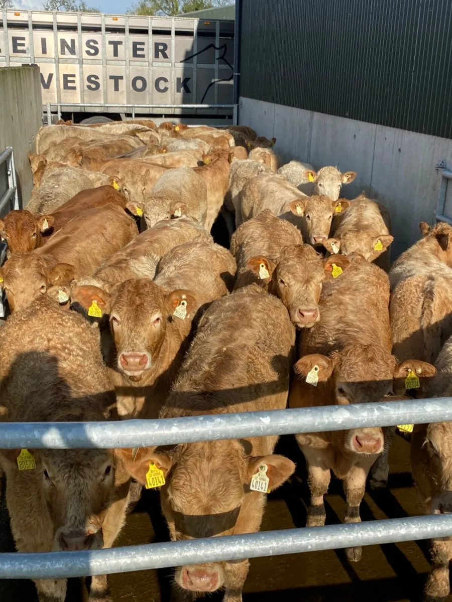 Charolais Heifers - Image 3
