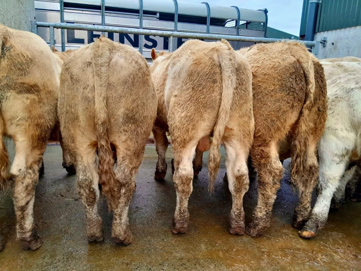 420kg U Grade Bullocks Charlois - Image 1