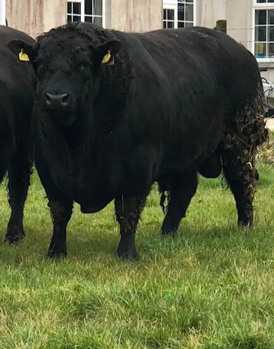 Cow scanning No Arming