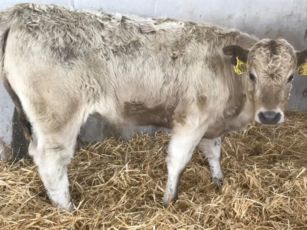 Cheap Heifers - Image 1