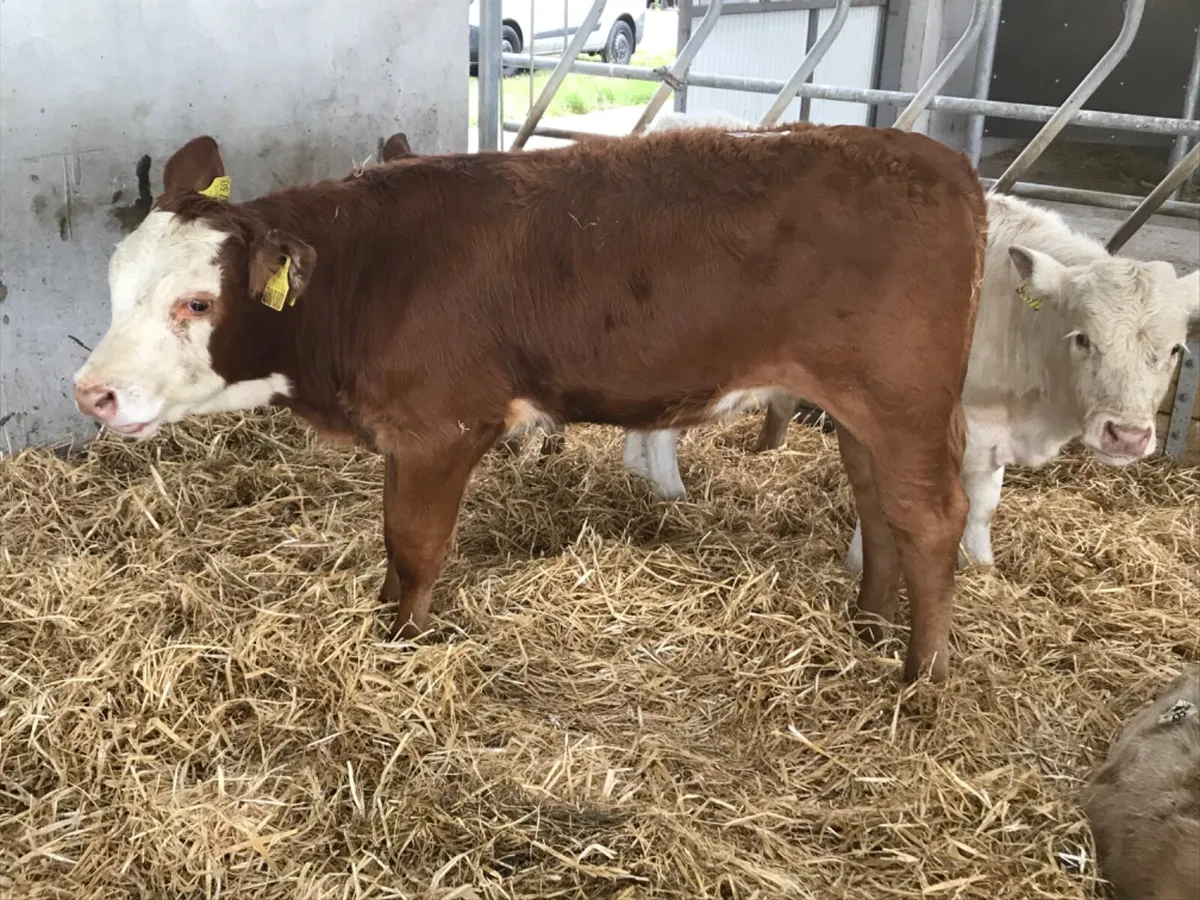 Cheap Heifers - Image 4