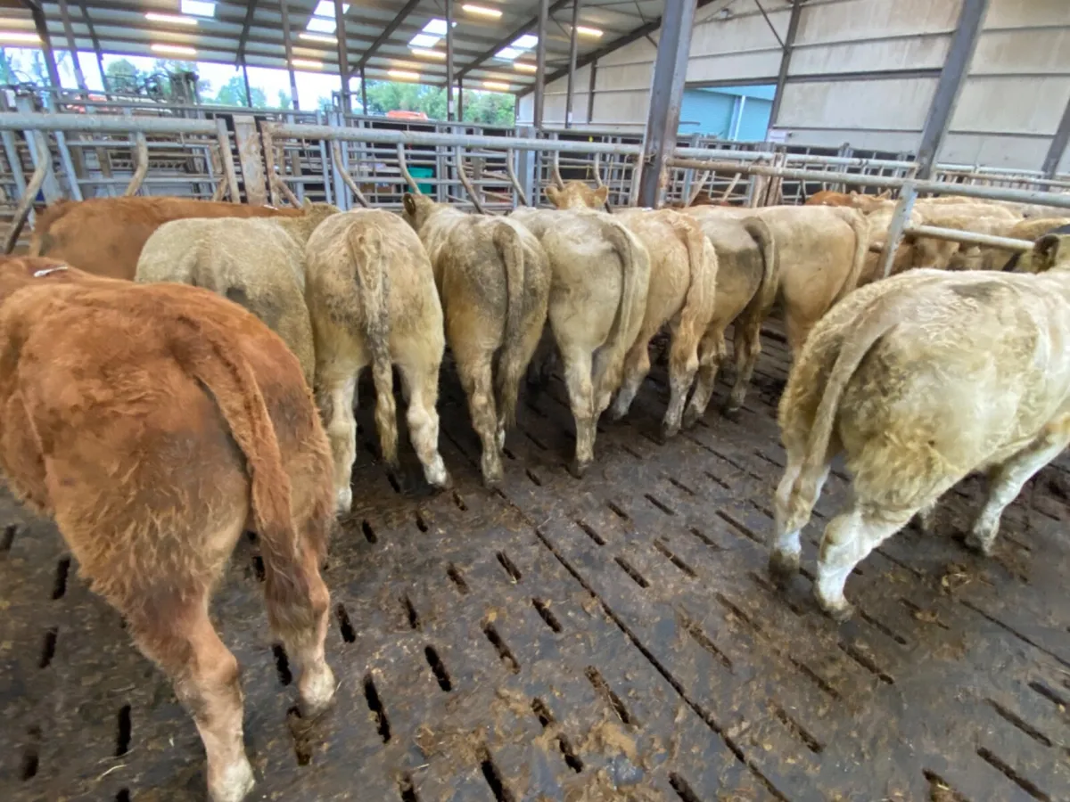 Smashing Charolais Bullocks - Image 4