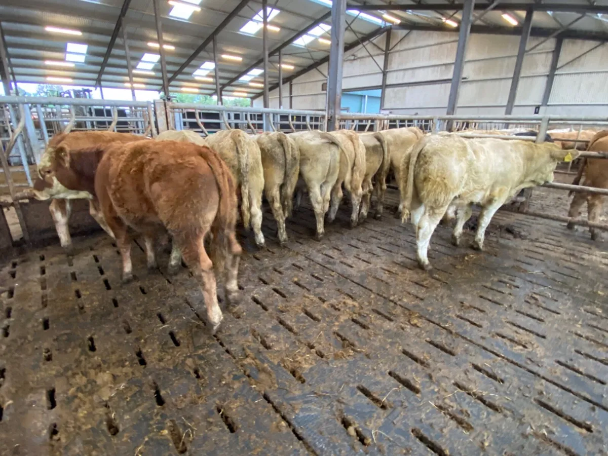 Smashing Charolais Bullocks - Image 1
