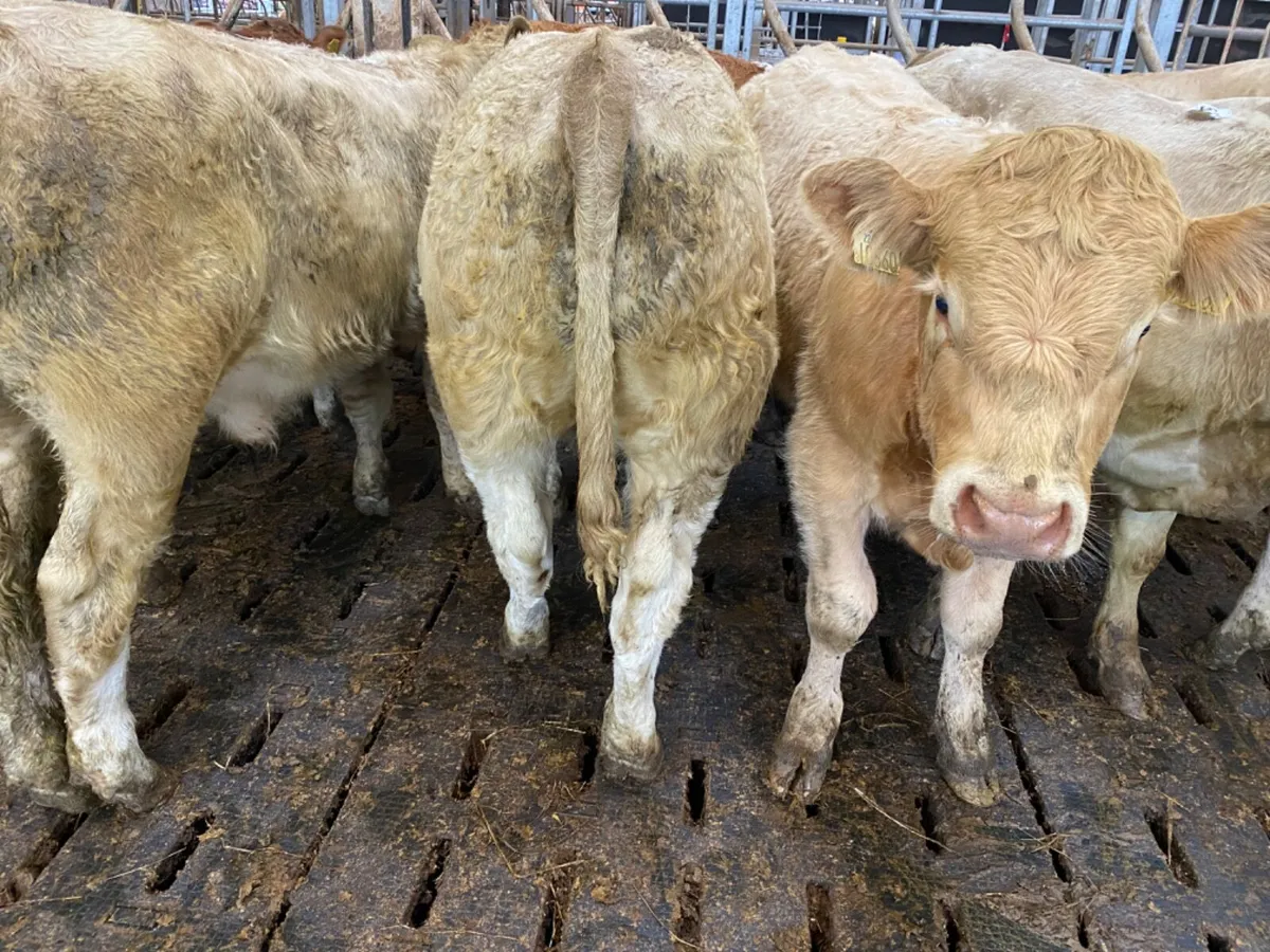 Smashing Charolais Bullocks - Image 2